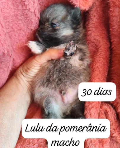 Lulu da Pomerânia 