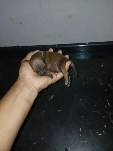 Animais