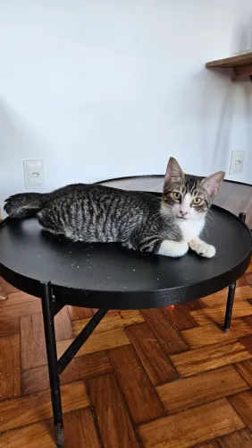 Machinho, 4 meses