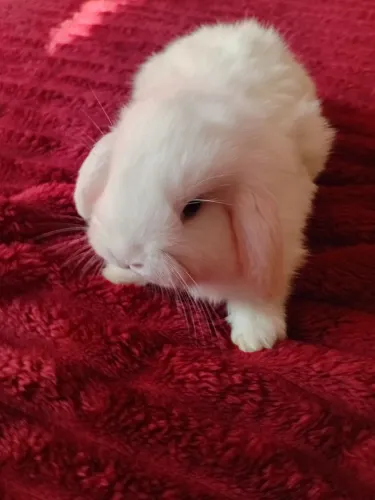 Mini lop