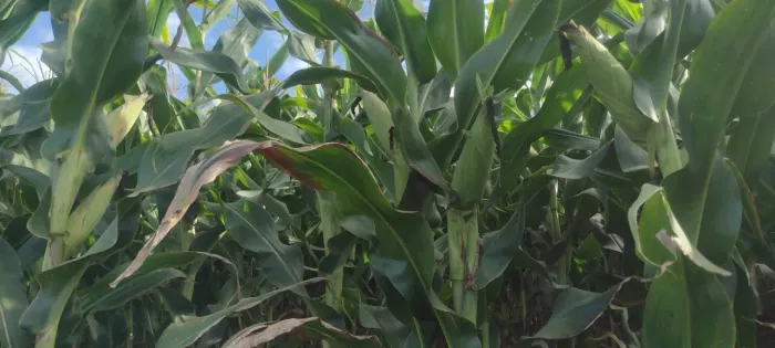 Oportunidade Única Fazenda de 133 Hectares com Alta Produtividade e Excel