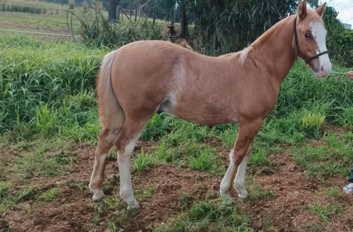 Potro crioulo