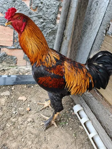Galo adulto 