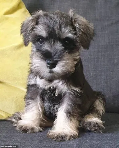 Schnauzer filhotes disponíveis