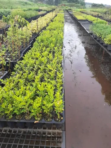 mudas da cerca viva murta  15 cm 