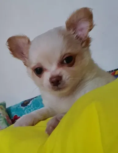 Chihuahua Creme Macho - O Companheiro Ideal para Você!