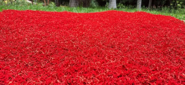 Tapete de Luxo Vermelho