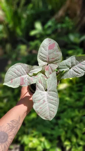 Plantas ornamentais, Singônio confete, plantas raras