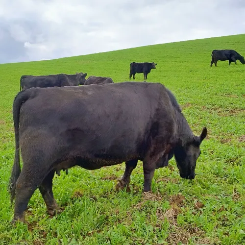 Vacas, Novilhas e touro Angus