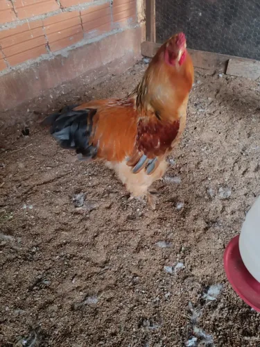 Vendo Brahma Light / Brahma Buff