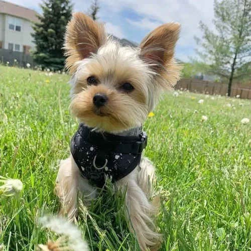 Yorkshire Terrier Filhote - Puro dengo 