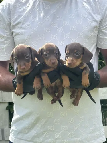 Teckel machos - filhotes 50 dias 