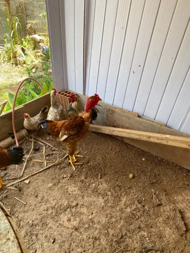 Galo galinha pescoço pelado