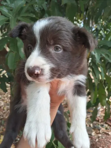 Border Collie Energia, Inteligência e Companheirismo