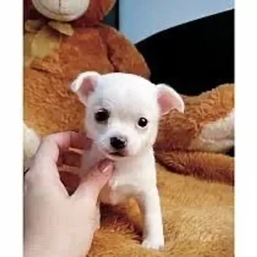 Chihuahua - Mini Companheiro Cheio de Personalidade