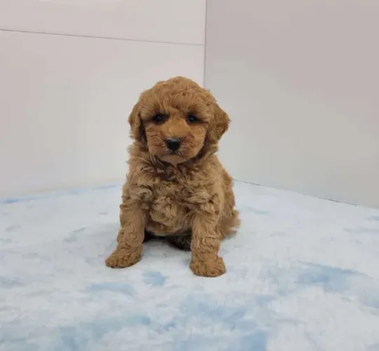 Poodle mini apricot amoroso e saudável