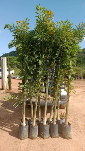 Mudas de palmeira Rabo de raposa 