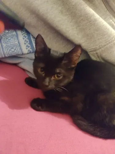 Doação/faço doação de gatinha preta