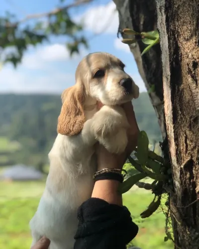 Filhotes de Cocker Spaniel Inglês