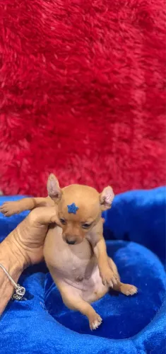 Pinscher 1 machinho