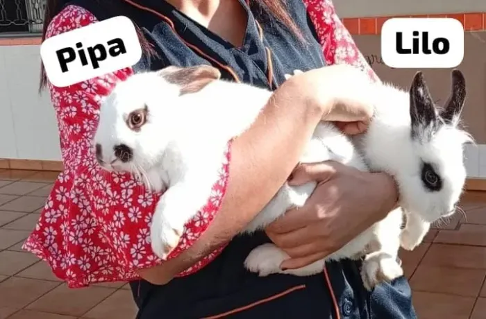 Doa-se se coelho