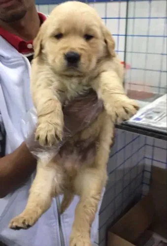 Golden Retriever - Filhote Especial