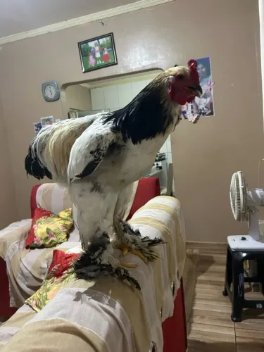 Galo da raça Brahma