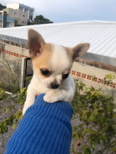 Chihuahua machinho branco c dourado