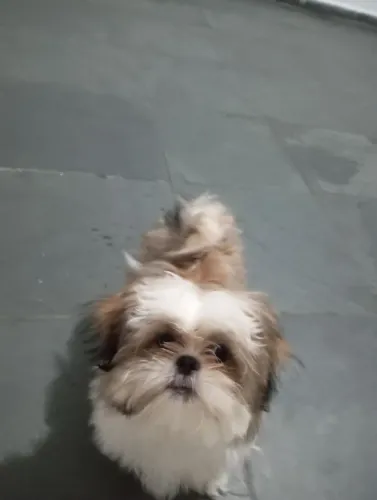 Vendo um filhote de Shitzu de 5 meses macho