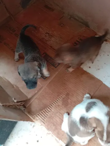 Cachorrinhos para adoção