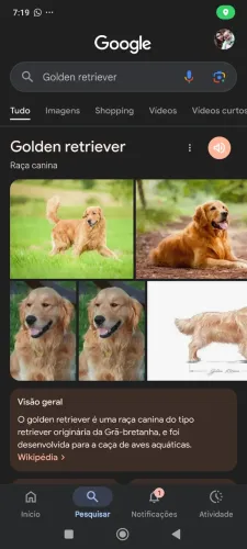 Adoto Golden Retriever, ou salsicha