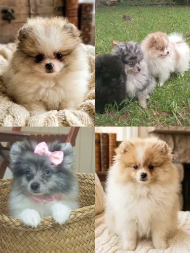 Filhos de Lulu da Pomerania