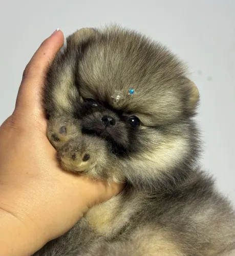 Lulu da pomerania anao macho laranja