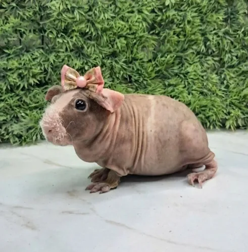 Porquinho da india
