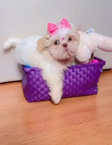 Shihtzu fêmea filhotes cor rara