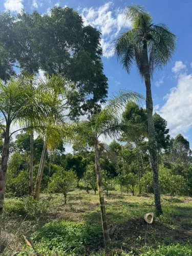 Sítio em Portão com pomar plano e vertente