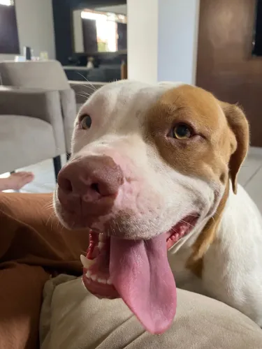 Cachorro