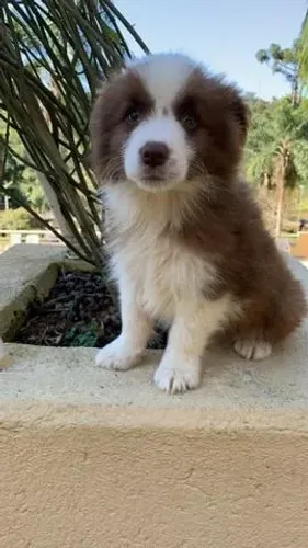 Border Collie com Procedência e Suporte Pós-Venda