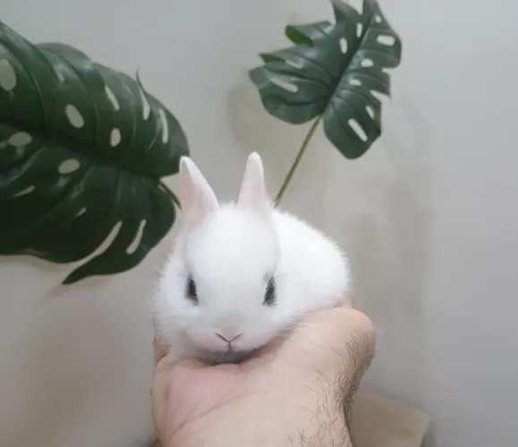 Coelho Mini Netherlands Dwarf (o coelho anão)
