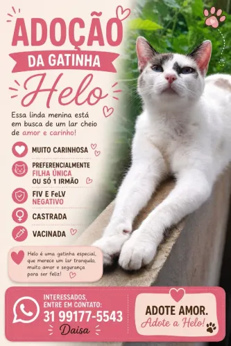 Gatinha para adoção 