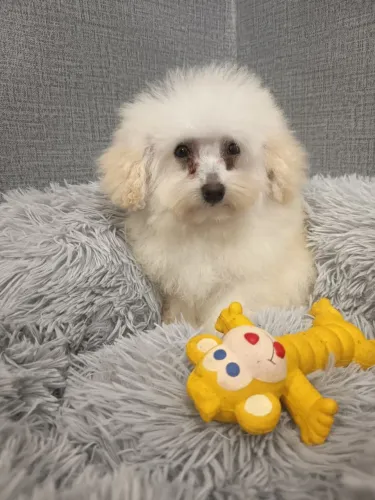 Poodle