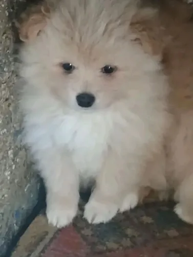 Lulu da Pomerânia 