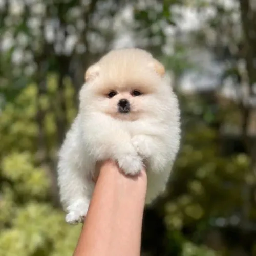 Lulu da Pomerânia Anões Maravilhosos