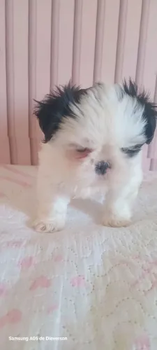 Shitzu