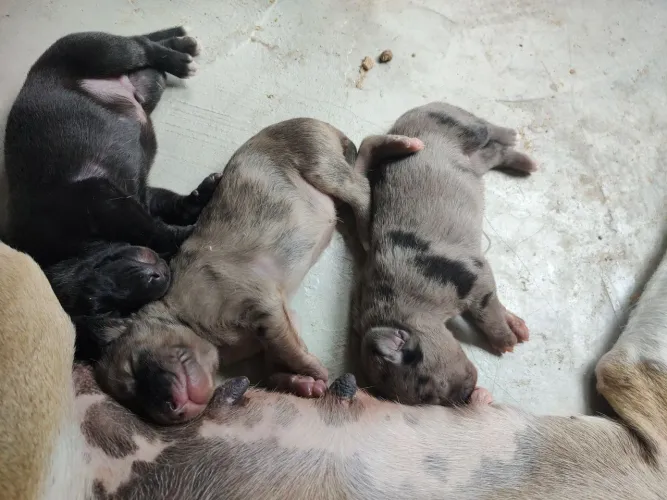 Cachorrinhos para adoção