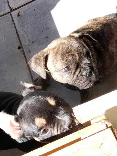Vende-se filhotes de American Bully com pedigree