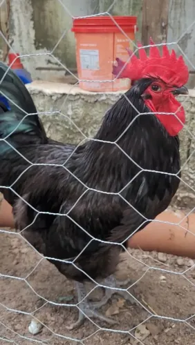 Pintos Gigante Negro de Jersey 