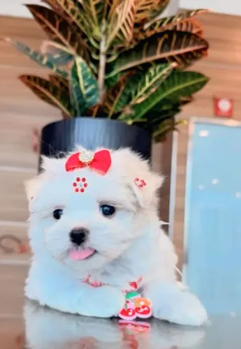 Maltês Micro Fêmea