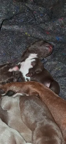 Filhotes de American Bully