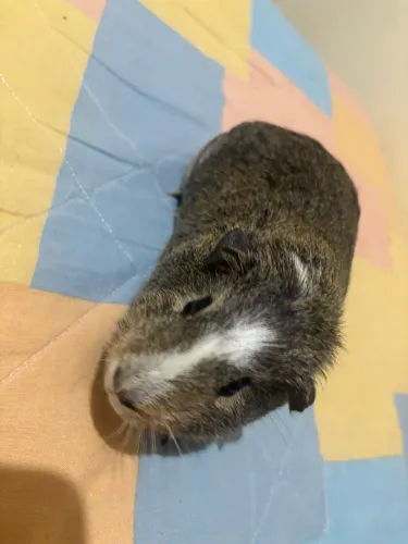 Porquinho da índia macho